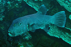 Arothron stellatus