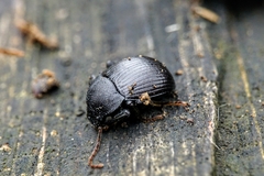 Accanthopus velikensis