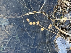 Ludwigia alternifolia