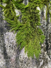 Homalothecium nuttallii