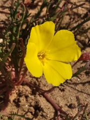 Eulobus sceptrostigma