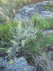 Achyrocline saturejoides