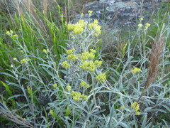 Achyrocline saturejoides