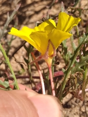 Eulobus sceptrostigma