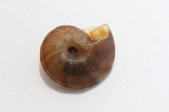 Helicigona lapicida