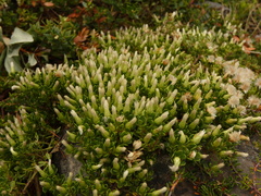 Baccharis patagonica