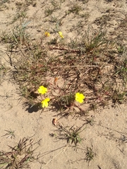 Eulobus sceptrostigma