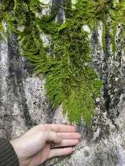 Homalothecium nuttallii