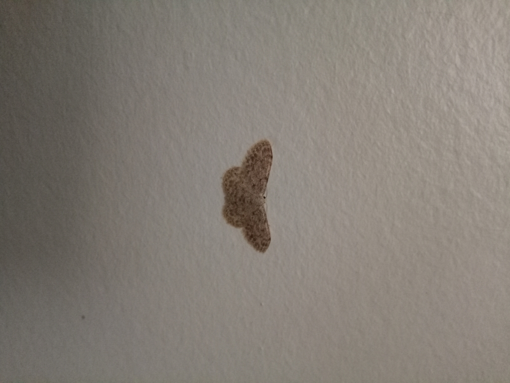Idaea cervantaria