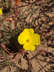 Eulobus sceptrostigma