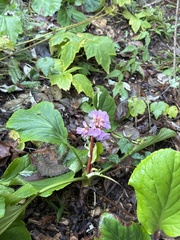 Bergenia