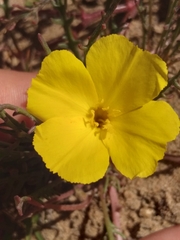 Eulobus sceptrostigma