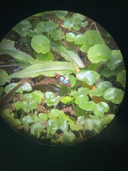 Epiphile iblis plusios