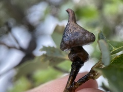 Heteroecus sanctaeclarae