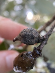 Heteroecus pacificus