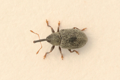 Acalyptus carpini