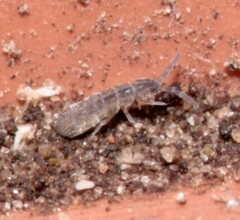 Isotominae
