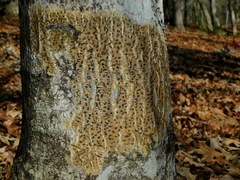 Bathelium carolinianum