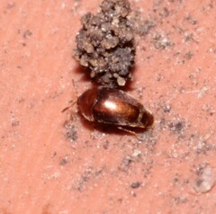 Sericoderus