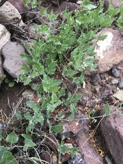 Acleisanthes