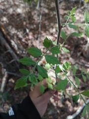Bursera laxiflora