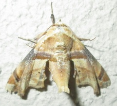 Eutelia callichroma
