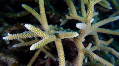 Acropora cervicornis