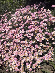 Argyranthemum frutescens
