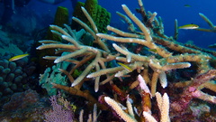 Acropora cervicornis