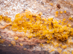 Orbilia xanthostigma