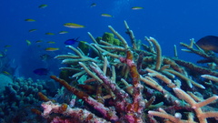 Acropora cervicornis