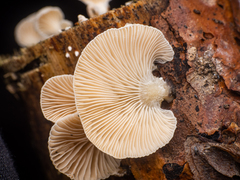 Panellus mitis