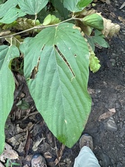 Flemingia strobilifera