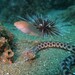 Tiger Snake Eel - Photo (c) Alberto Alcalá, some rights reserved (CC BY), uploaded by Alberto Alcalá