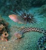 Tiger Snake Eel - Photo (c) Alberto Alcalá, some rights reserved (CC BY), uploaded by Alberto Alcalá
