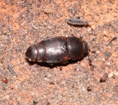 Carpophilus