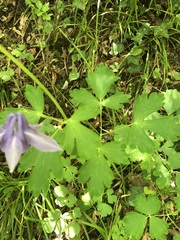 Aquilegia vulgaris