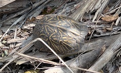 Terrapene carolina bauri