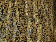 Bathelium carolinianum