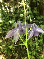 Aquilegia vulgaris