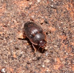 Stelidota geminata