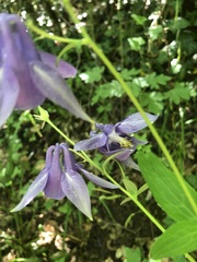 Aquilegia vulgaris