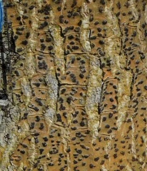 Bathelium carolinianum