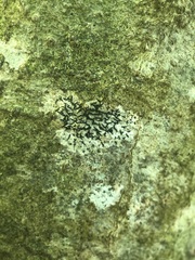 Opegrapha vulgata