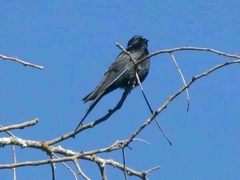 Psalidoprocne pristoptera