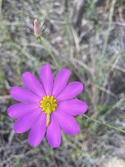 Sabatia decandra