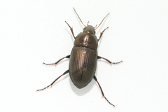 Amara similata