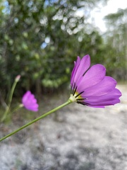 Sabatia decandra