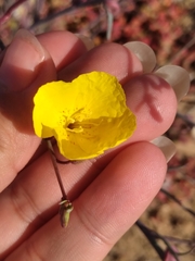 Eulobus crassifolius