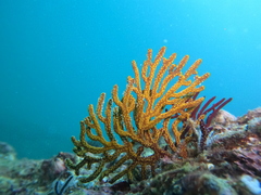 Leptogorgia cuspidata